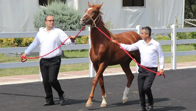 Taşkın Kral'ın Efsanevi Rekoru: Doğa, İnsan ve Mücadele