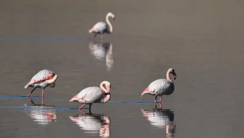 Kuş Cennetinde Kuraklık Krizi: Flamingolar Tehdit Altında!
