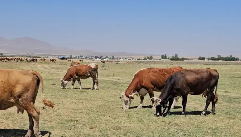 Arin Gölü'nün Kuruması: Bölgede Su Krizi Kapıda