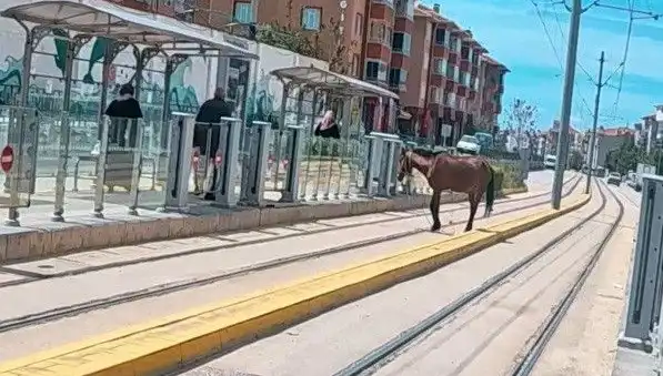 Eskişehir Tramvay Raylarında Baş Başına Dolaşan Atın Sıradışı Anları