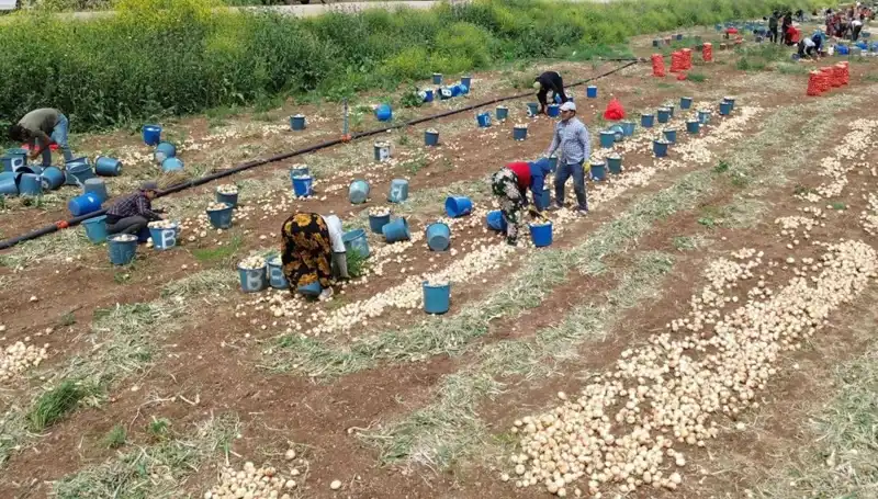 Soğan Hasadı Başladı: Çiftçiye Umut, Tüketiciye Uygun Fiyatlar