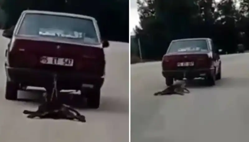 Otomobilin Arkasında Sürüklanan Köpek Görenleri Şaşkınlık İçine Sürükledi