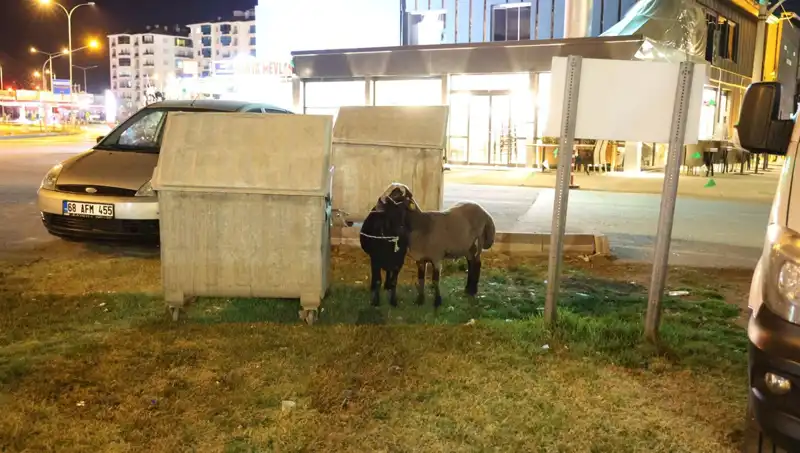 Mor Karaman Koyunları: Yola Düşen Hayvanların Trajik Hikayesi