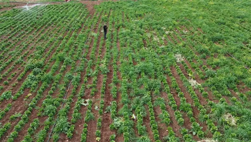 Marul Hasadında Kuraklık Tehlikesi: Tarım Sektörünü Neler Bekliyor?
