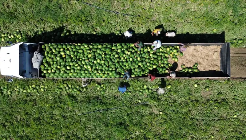 Bafra Ovası'nda 94 Bin 500 Ton Karpuz Rekoltesi: Tarımda Umut Verici Gelişmeler