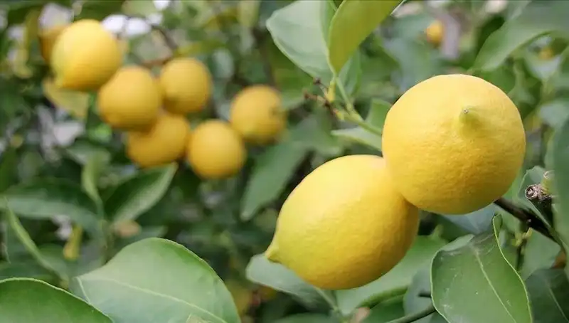 Limon Fiyatları Rekor Kırdı: Adedi 24 Lira Olunca Ne Olacak?