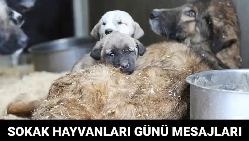 Dünya Sokak Hayvanları Günü: Sevimli Dostlarımızı Unutmayalım!