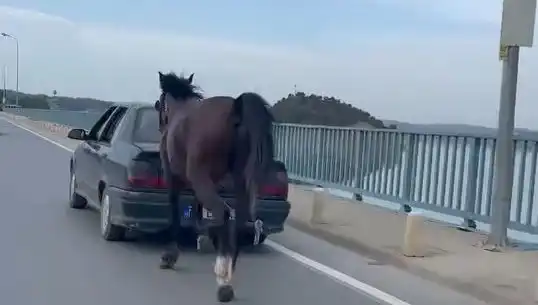 Adana'da Hayvana Şiddet Olayında Şok Tutuklama Gerçekleşti