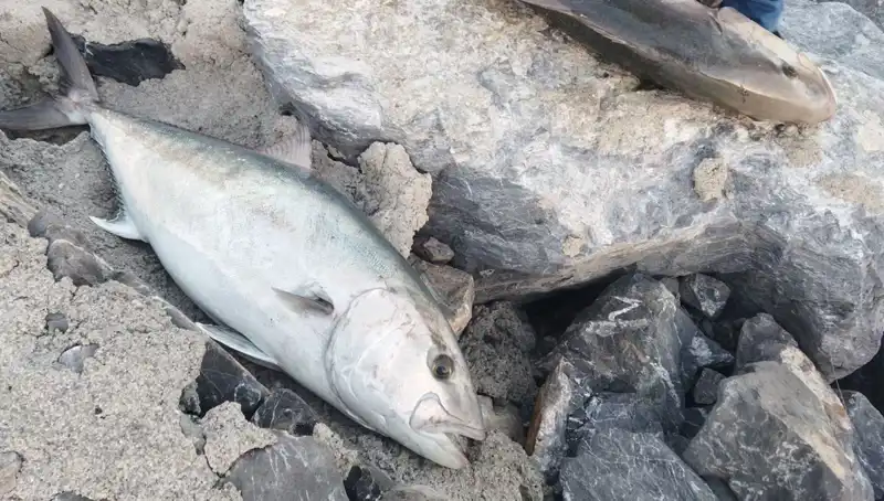 Oltayla Yakalanan Dev Levreği 18 Bin TL’ye Satıldı!