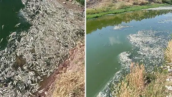 Karasu Çayı’ndaki Balık Ölümleri: Çevresel Kirlilik mi Yoksa Doğal Bir Olay mı?