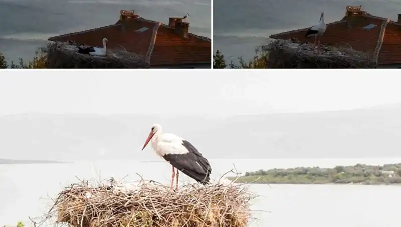 Yaren Leylek Depremi Nasıl Önceden Hissetti? Gizemli Olayın Ardındaki Gerçekler!