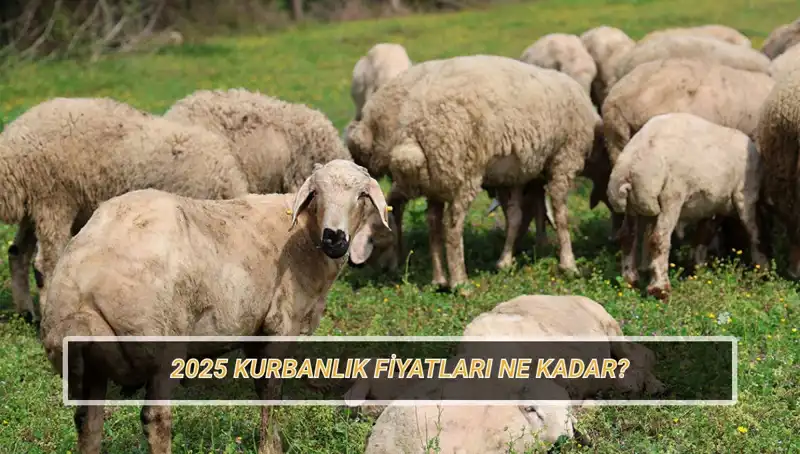 2025 Kurbanlık Fiyatları: Büyükbaş ve Küçükbaş Kurban Hakkında Her Şey