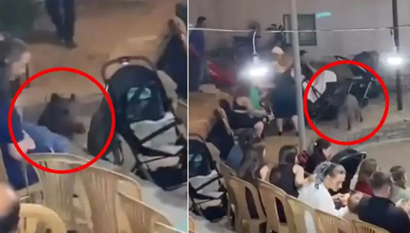 Düğün Töreninde Yaban Domuzu Şaşkınlığı: Misafirler Ne Yapacağını Bilemiyor!