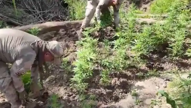 Diyarbakır’da Tarihi Kenevir ve Skunk Operasyonu: 12 Milyondan Fazla Kök Ele Geçirildi!