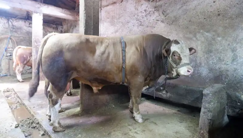 1 Ton 200 Kilogramlık Eşya Satışında Fiyat Rekoru Kırıldı!