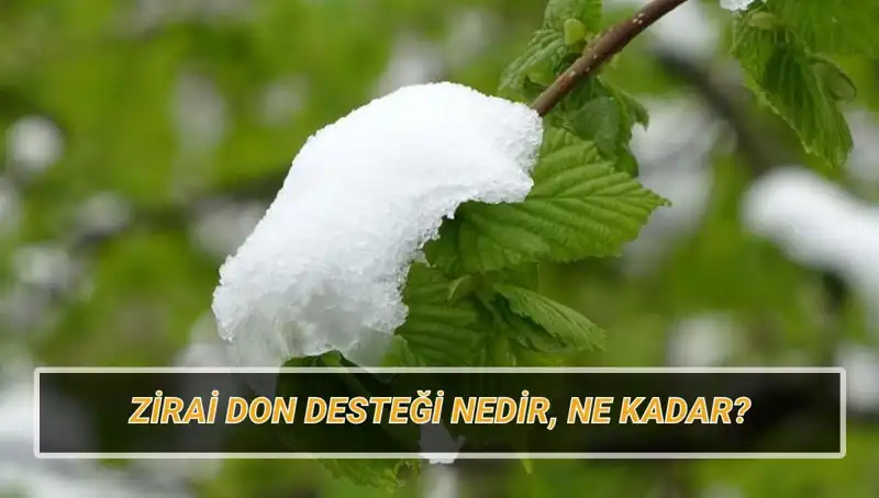 Zirai Don Desteği Hakkında Bilmeniz Gerekenler ve Vurulan Bölgeler