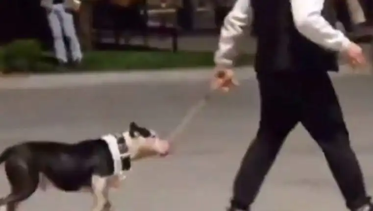 Ağızlıksız Pitbull'un Salgın Korkusu: Sahibi Para Cezasıyla Yüzleşiyor