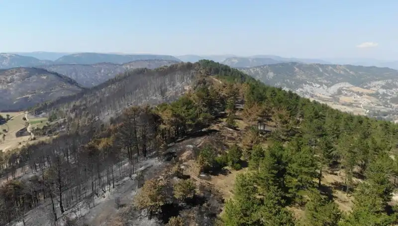 Bolu'da 5 Milyon Fidan Toprakla Buluşuyor: Doğa İçin Büyük Adım