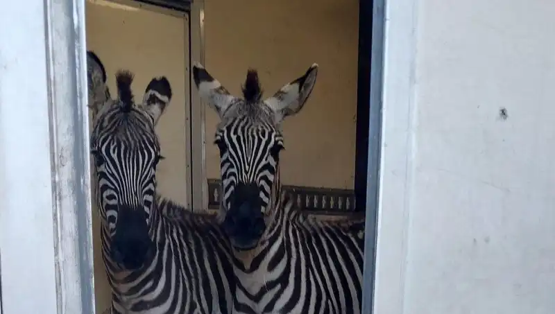 Sınırda Durdurulan Minibüsten Hayvanların Çarpıcı Kaçışı: 2 Zebra, 6 Maymun ve Daha Fazlası