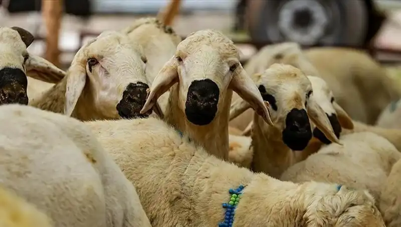 Kurban Bayramı 2025: Kurban Kesmenin Dini Gereklilikleri ve Cevapsız Sorular