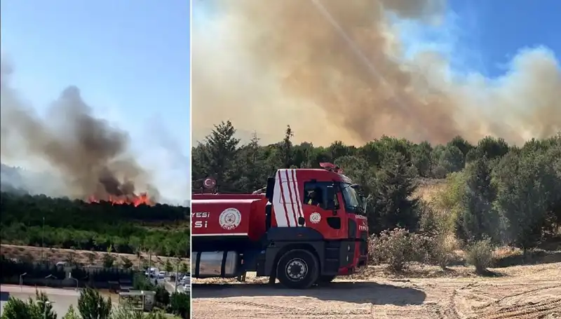 Gebze'de Orman Yangını: Nedenleri ve Kurtarma Çalışmaları
