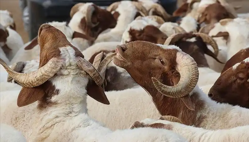 Akika Kurbanı Nedir? Yanıtları ve Merak Edilenler