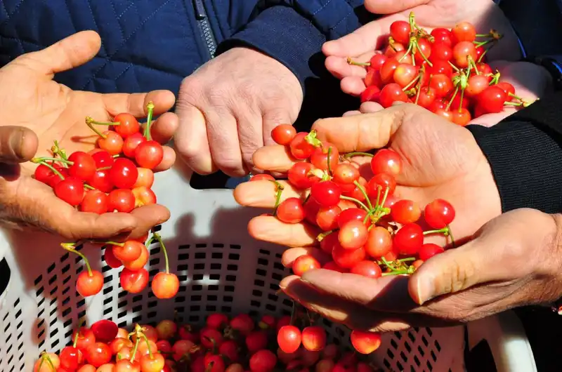 Yenilikçi Tarım: İlk Hasat 3 Bin 500 TL’den Alıcı Buldu