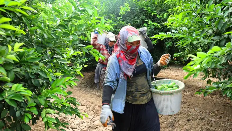 Marketlerde Fiyat Alarmı: Kilosu 150 Lirayı Aşan Ürünlerde Hasat Zamanı