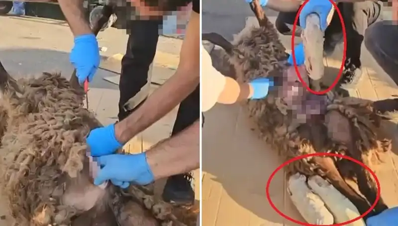 Zehir Tacirlerinin Şok Edici Yöntemi: Ölü Koyunun Karnından Neler Çıktı?