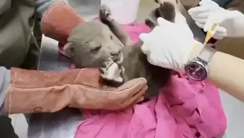 Karabük’te Yavru Bozayı Görüntülendi: Doğa Severler İçin Heyecan Verici Anlar